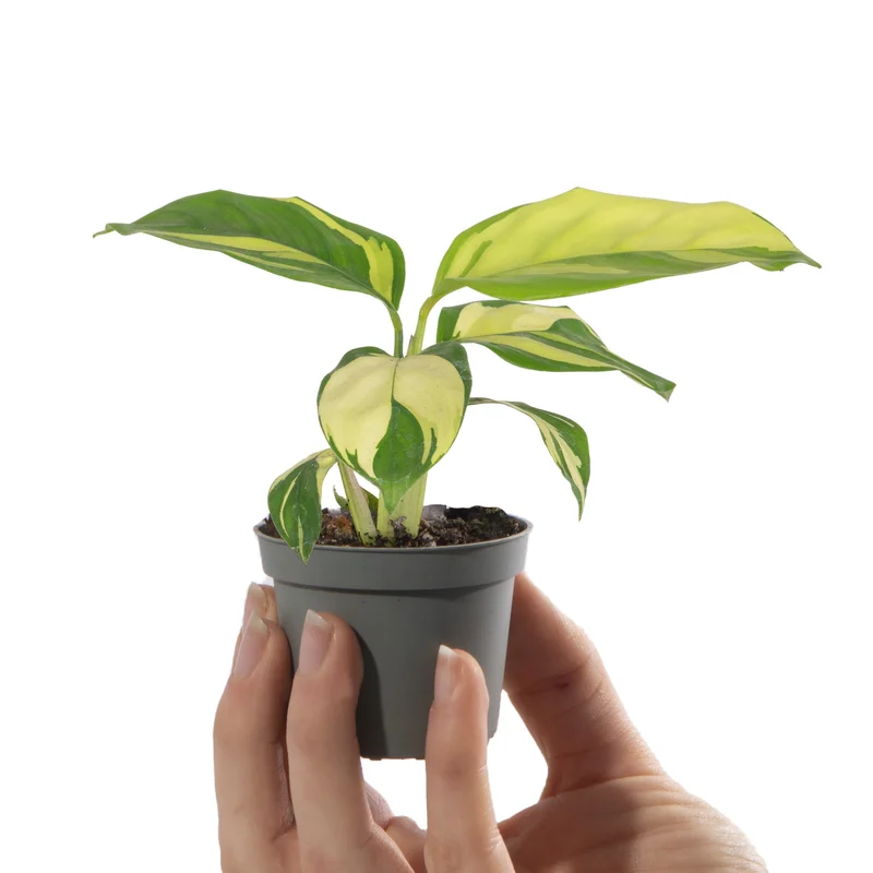 247plants4058208