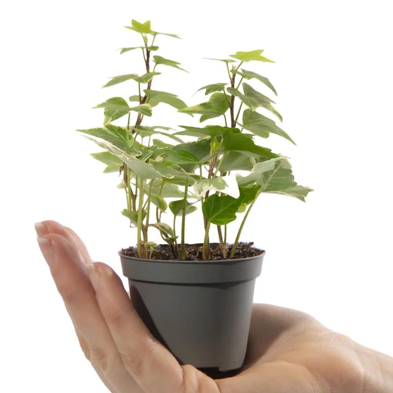 247plants4058270