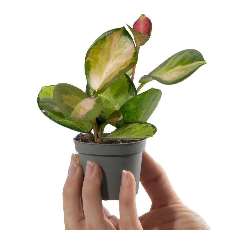 247plants4058302