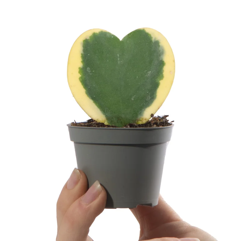 247plants4058328