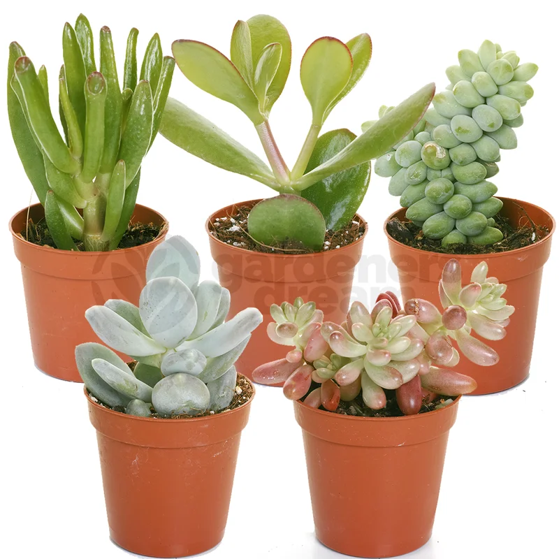 247plants4059328