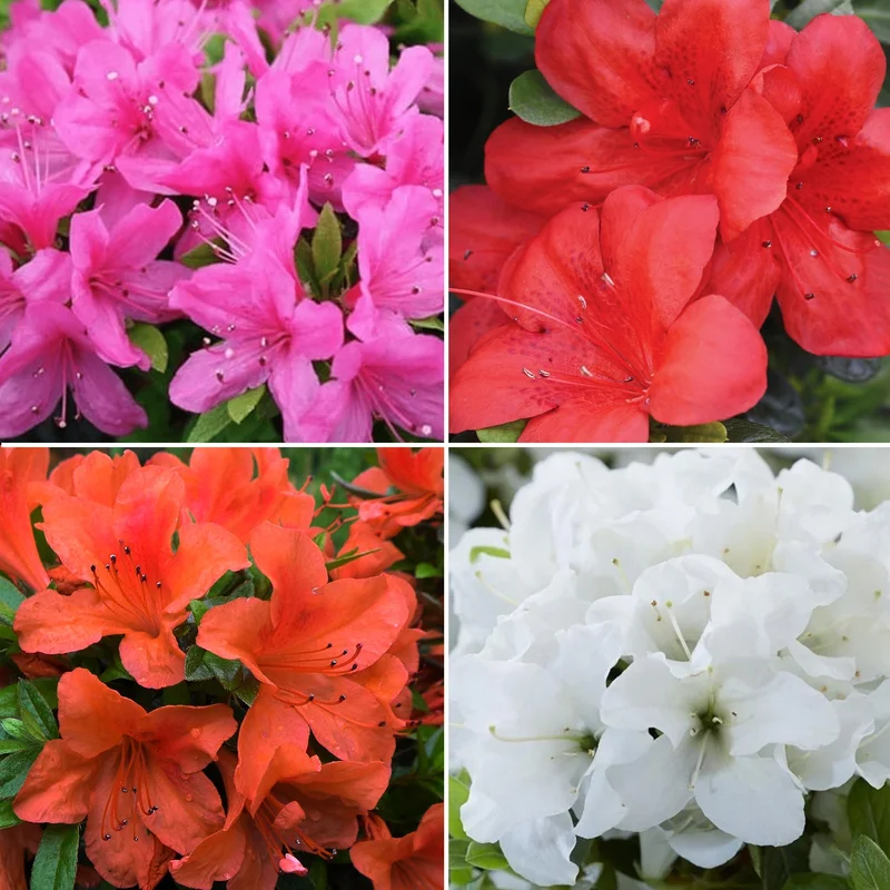 247plants4061468