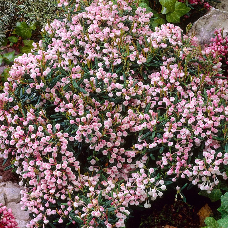 247plants4061571