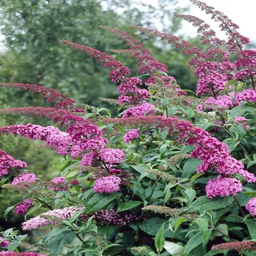 247plants4062737