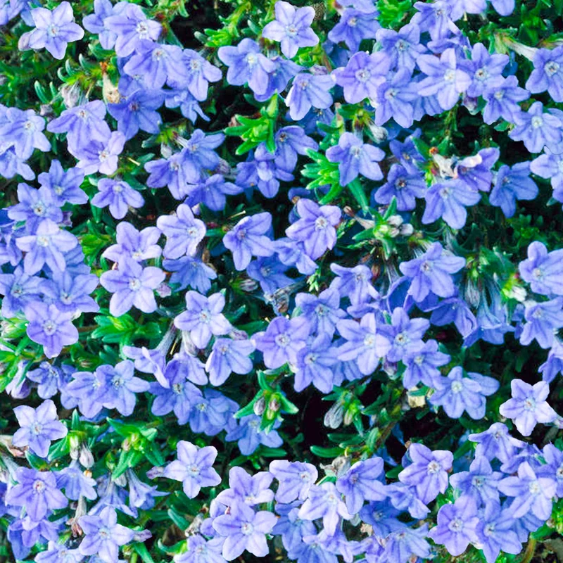 247plants4063847