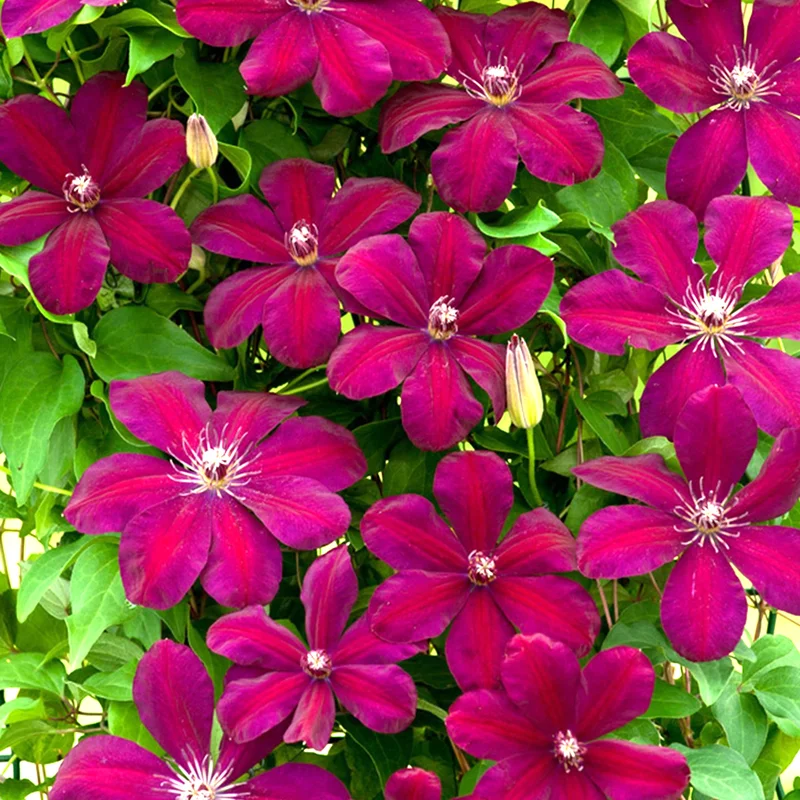247plants4063963