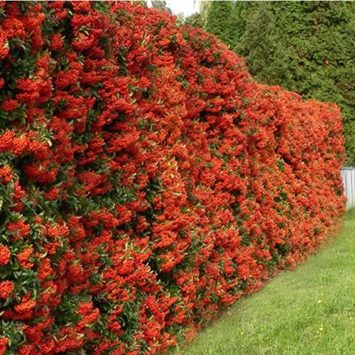 247plants4064417
