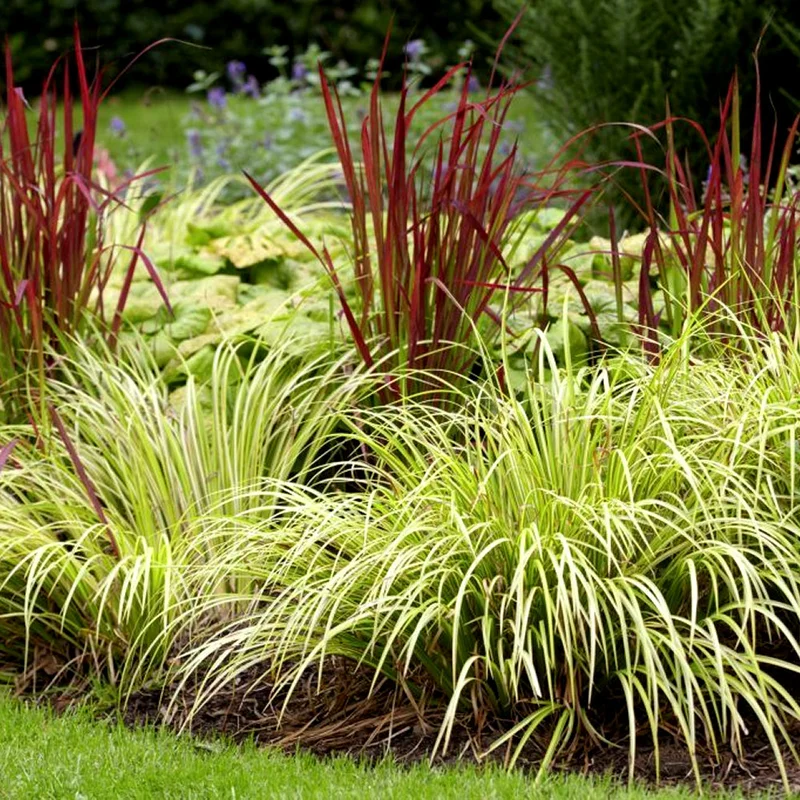 247plants4064480