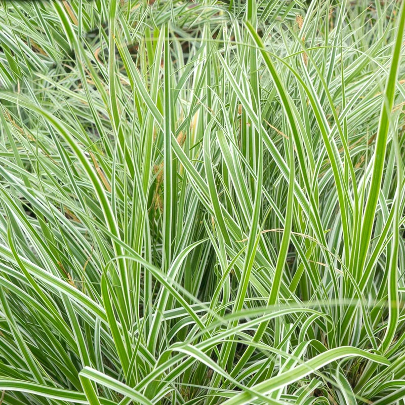 247plants4064800