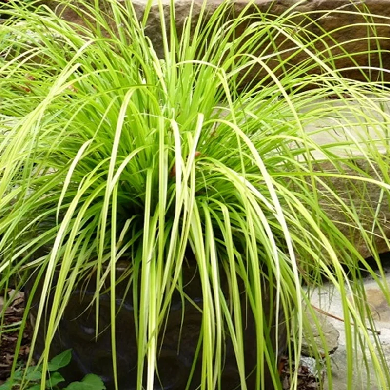 247plants4064833