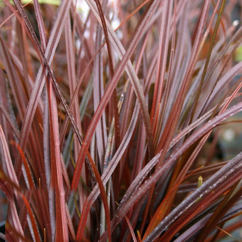 247plants4065008