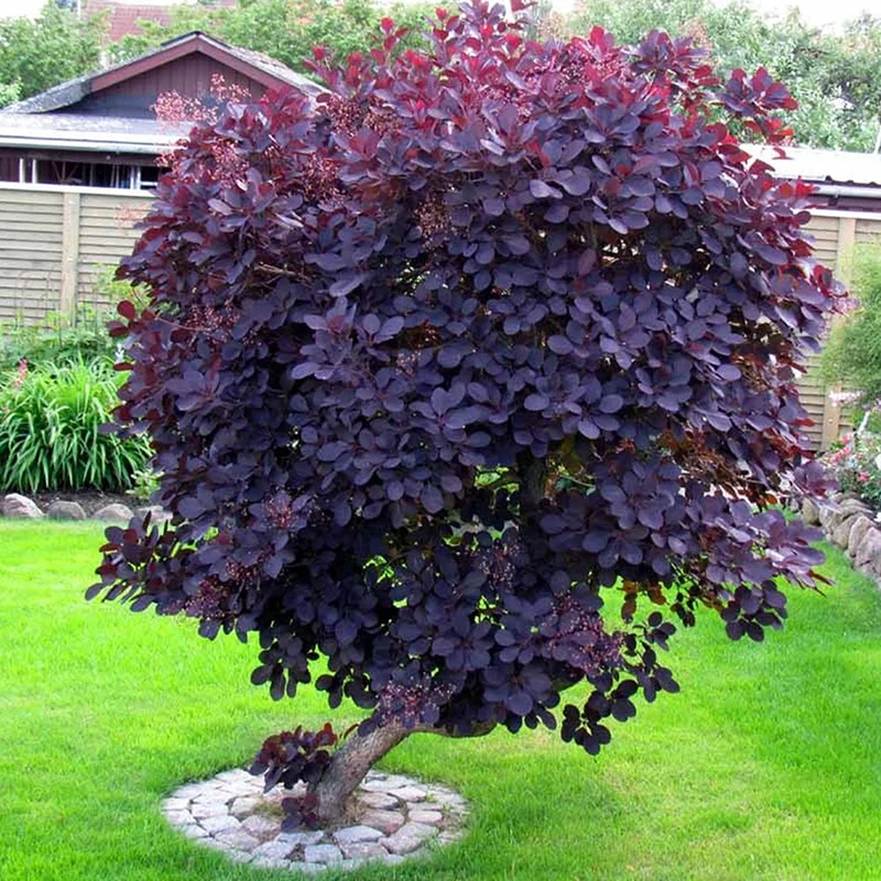 247plants4065633