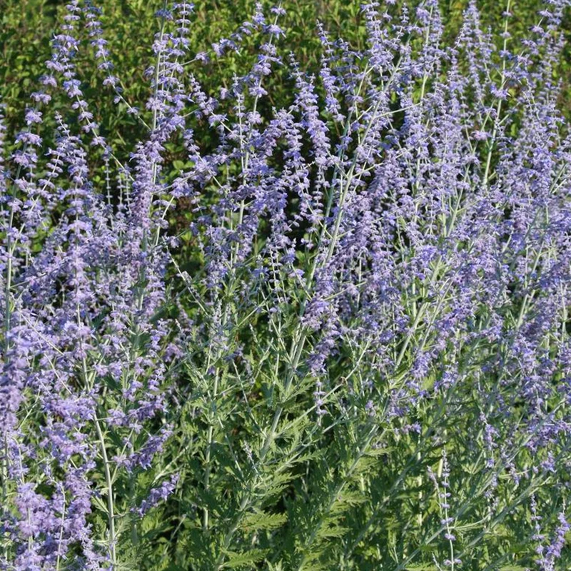 247plants4065915