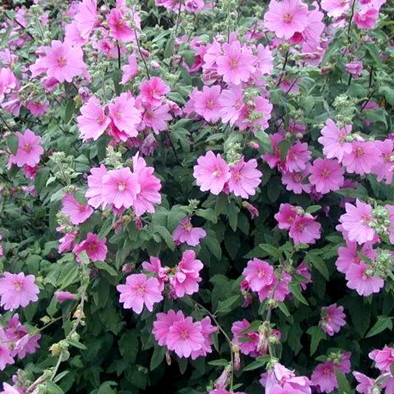 247plants4066037