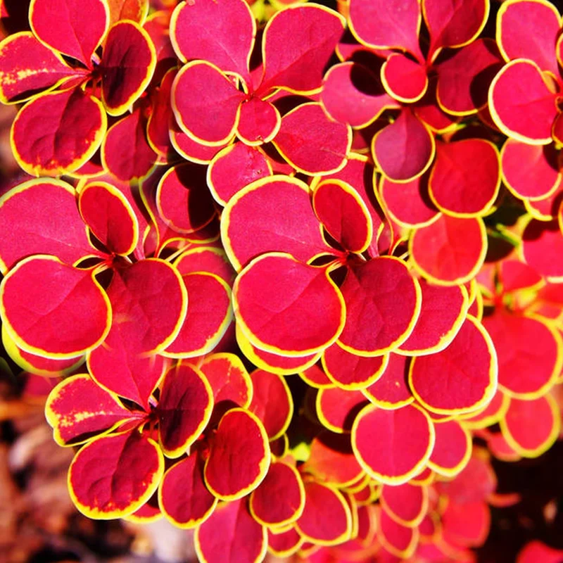247plants4066838