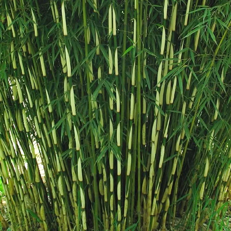247plants4067513
