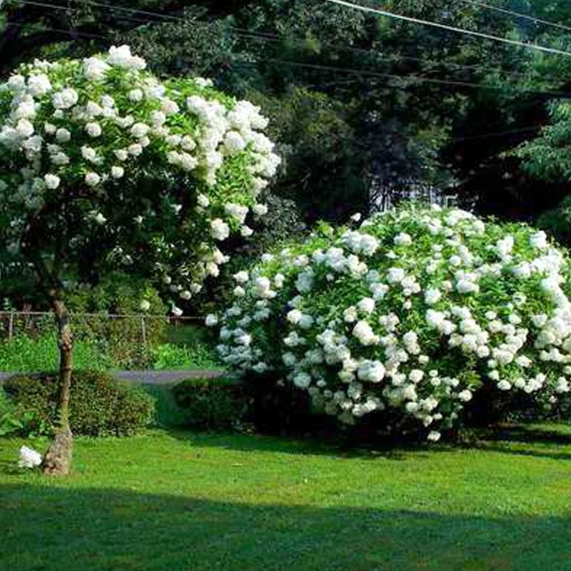 247plants4067810