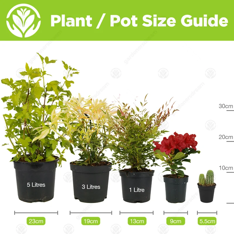 247plants4067956