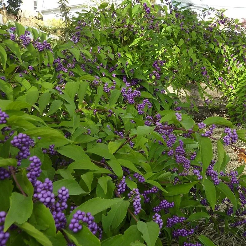 247plants4068472