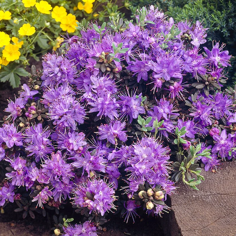 247plants4068620