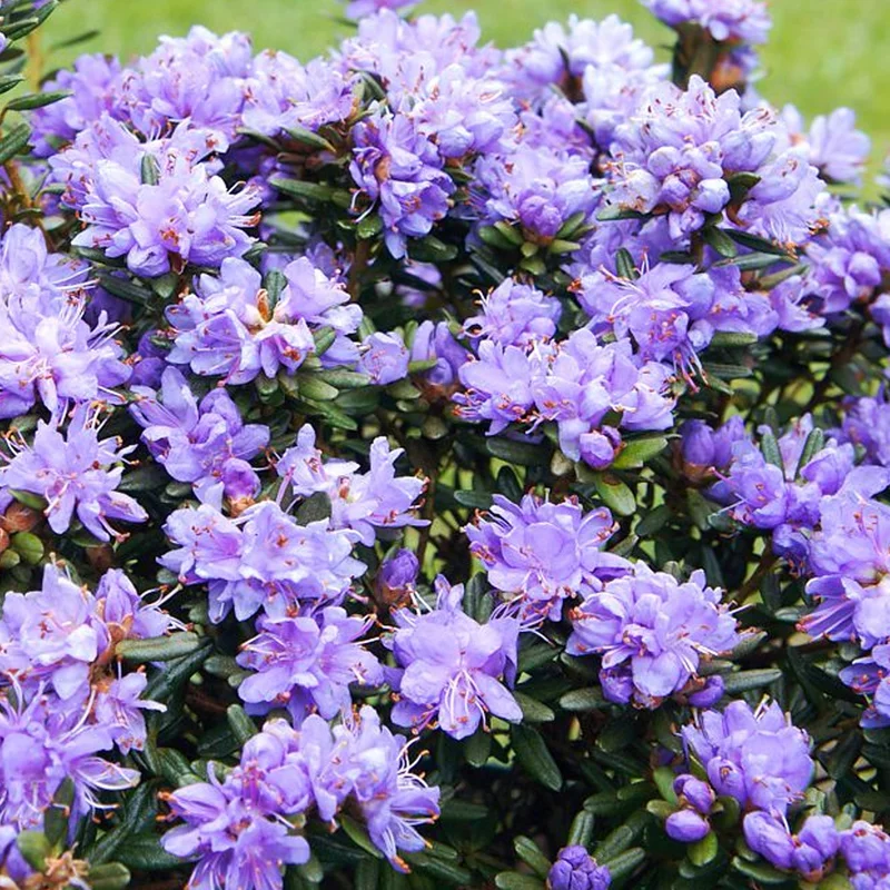 247plants4068672