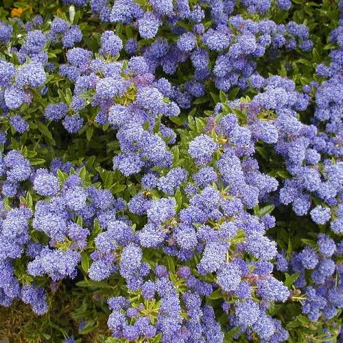 247plants4068831