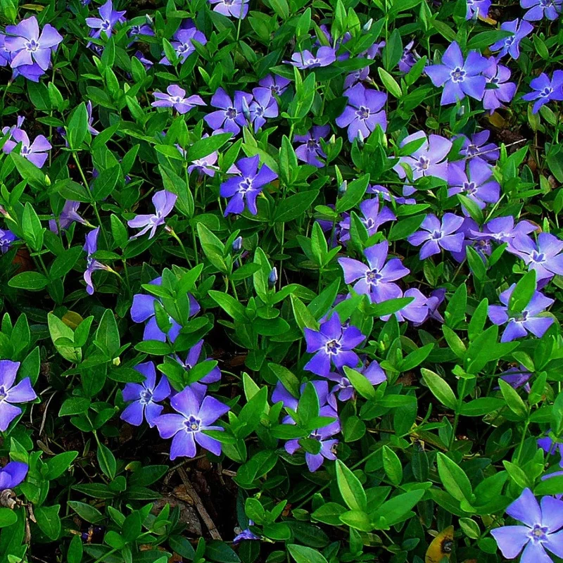 247plants4068869