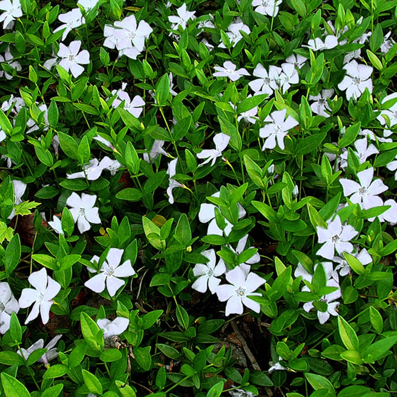 247plants4068912