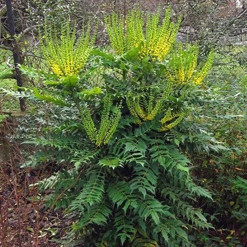 247plants4069015