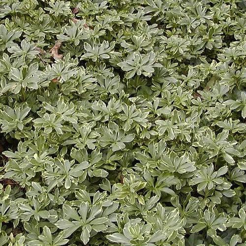 247plants4069037