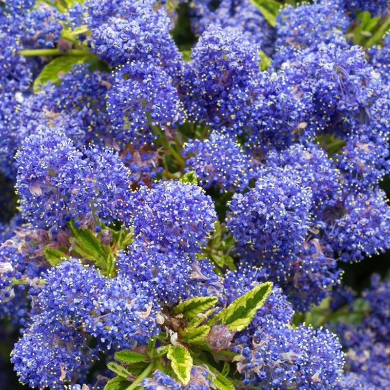 247plants4069519