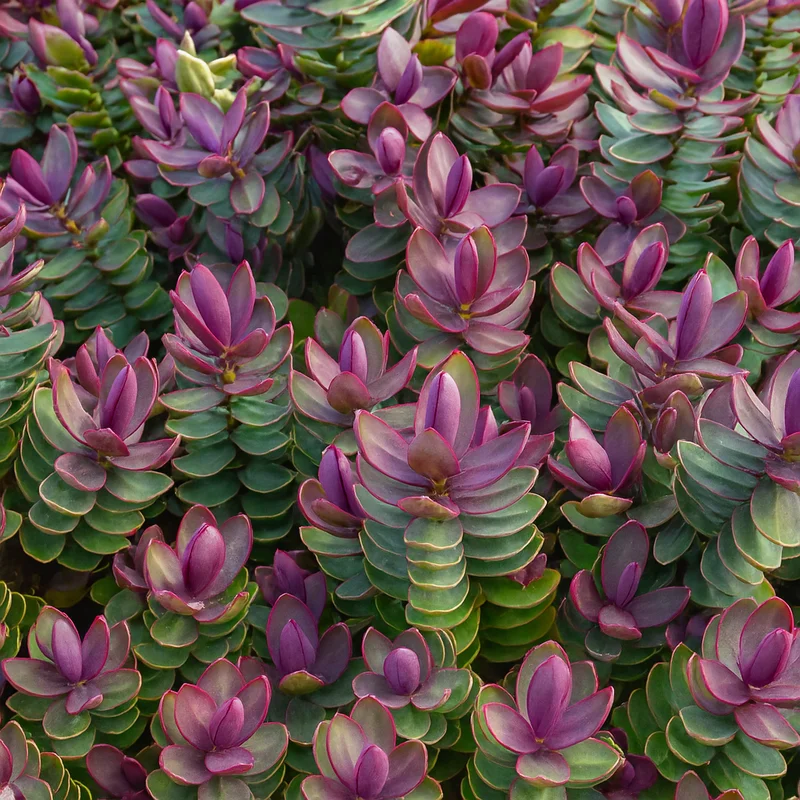 247plants4070120