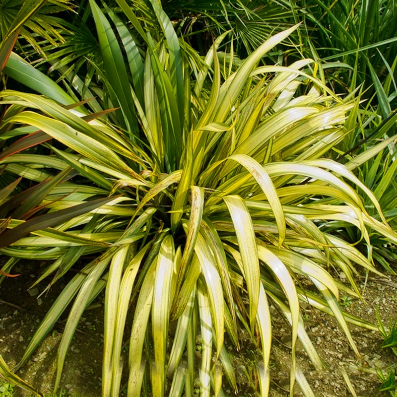 247plants4070541