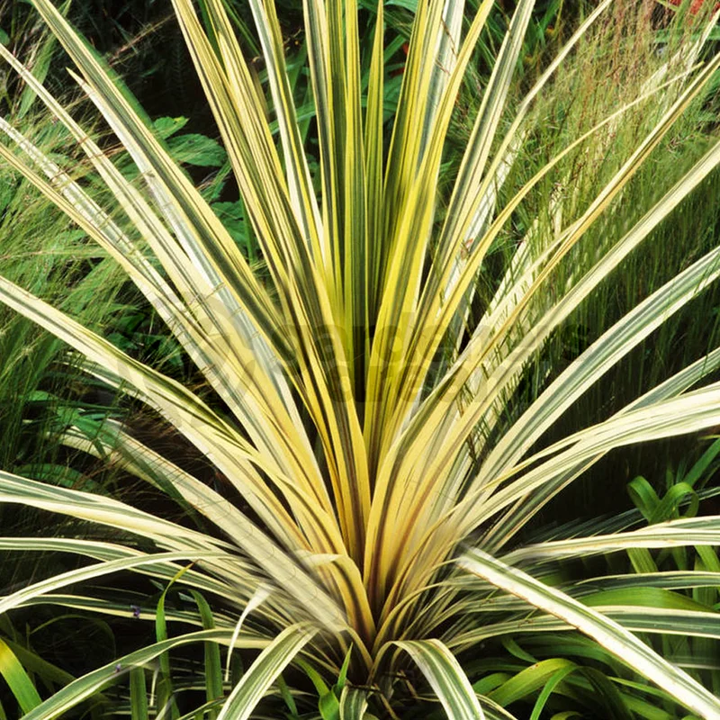 247plants4071055