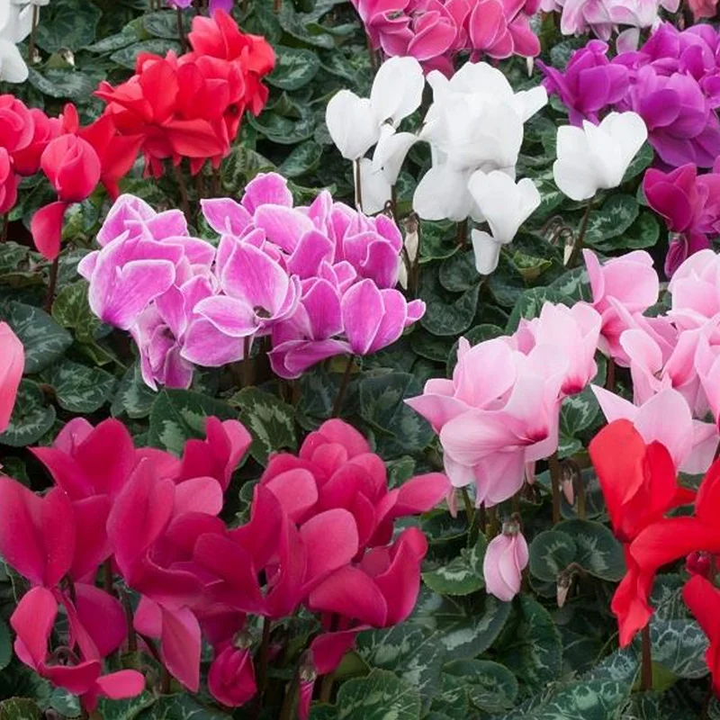 247plants4071870