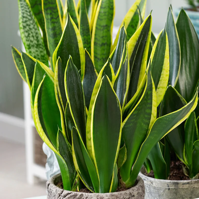 247plants4072087