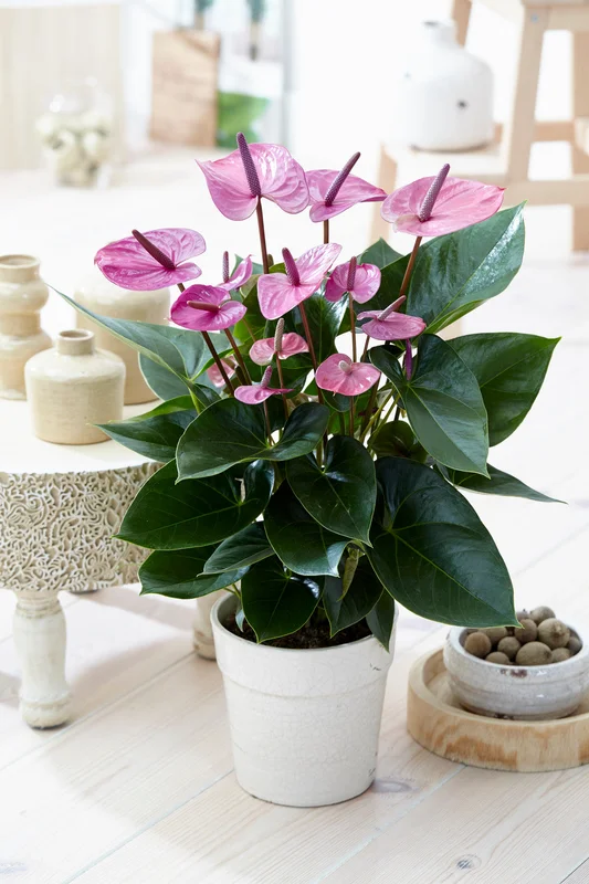 247plants4072261