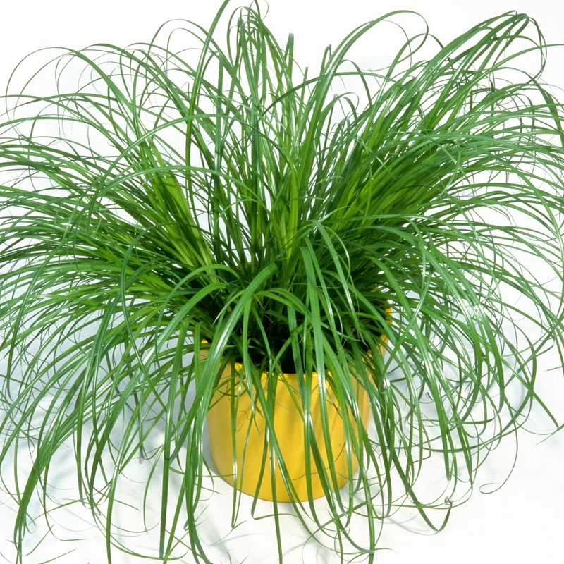 247plants4072408
