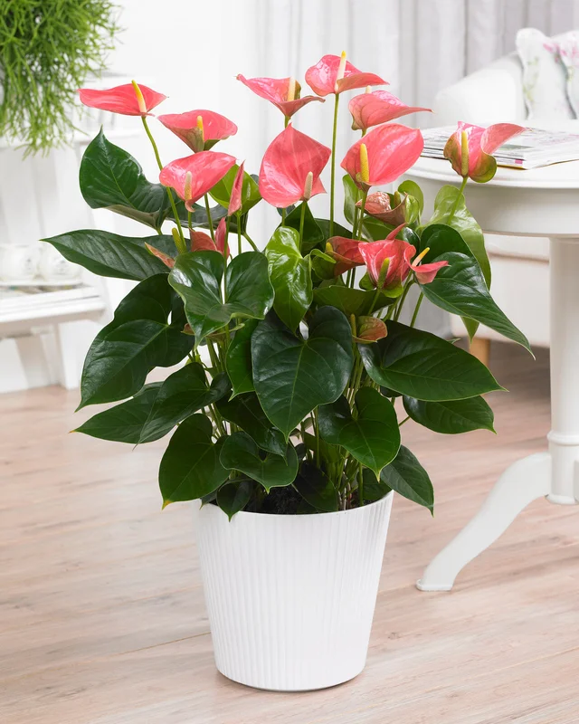 247plants4072481