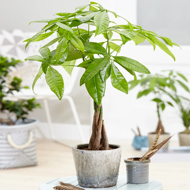 247plants4072694