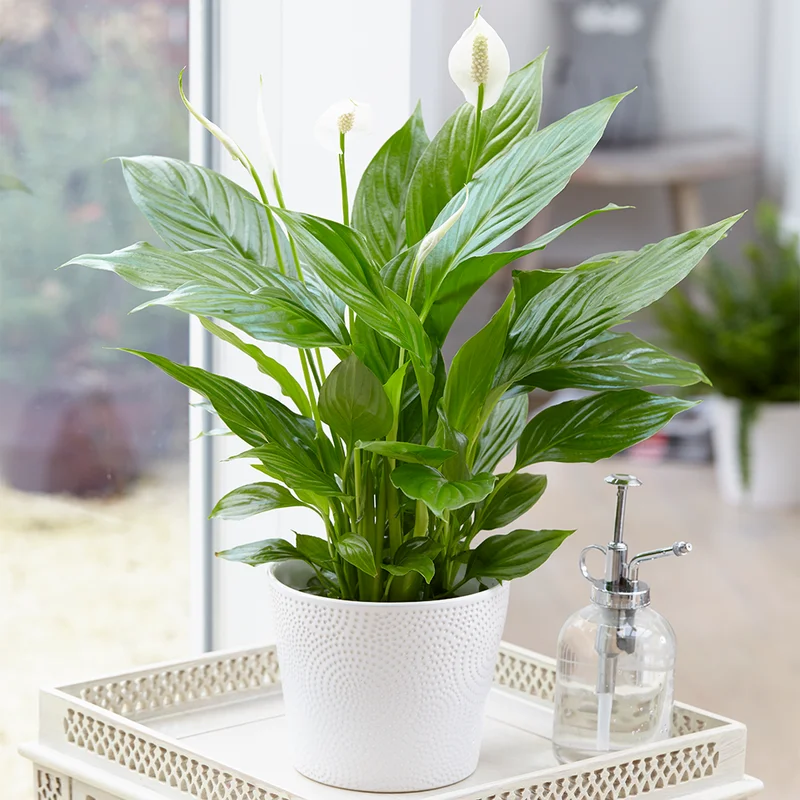 247plants4072938