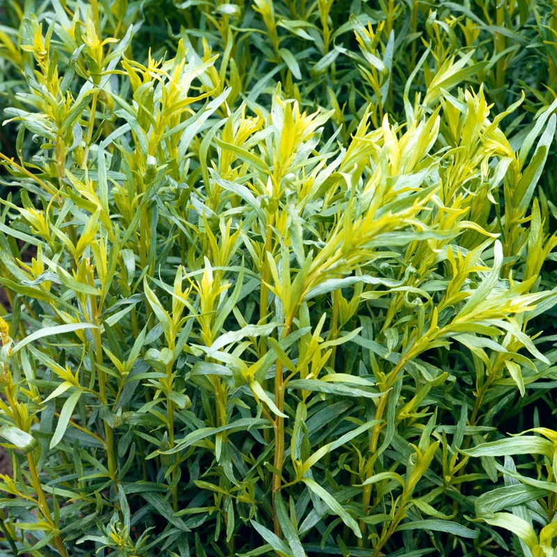247plants4073096