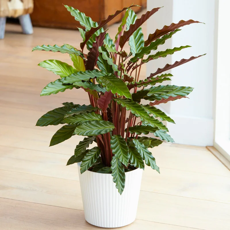 247plants4073567