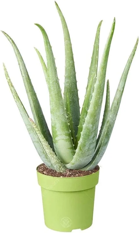 247plants4073612