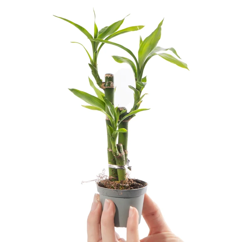 247plants4073661