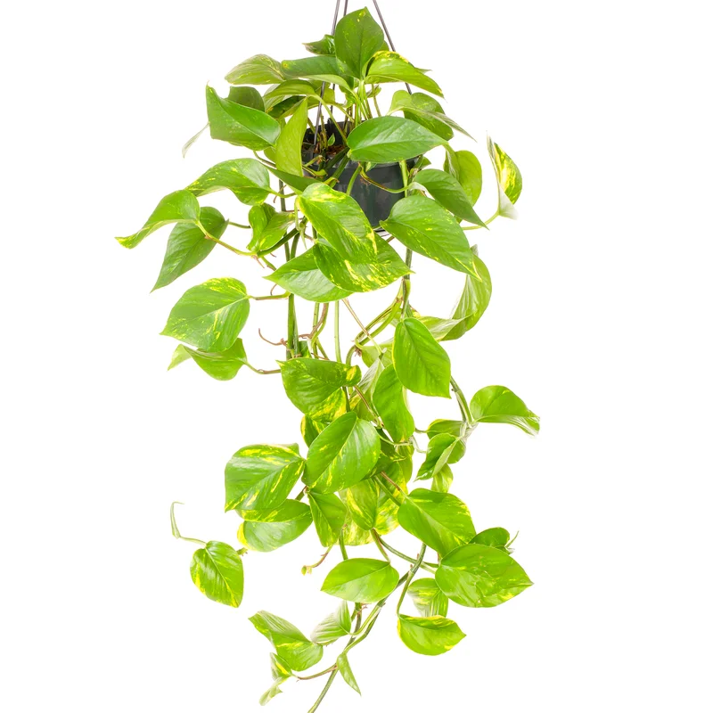 247plants4073969