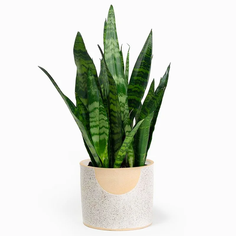247plants4074299