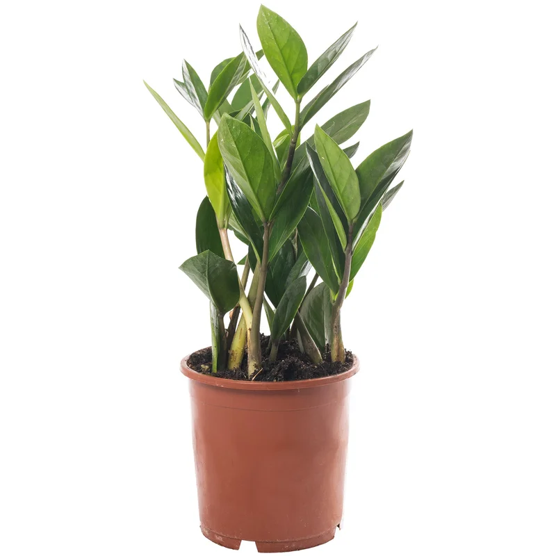 247plants4074355