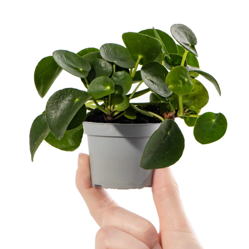 247plants4074421