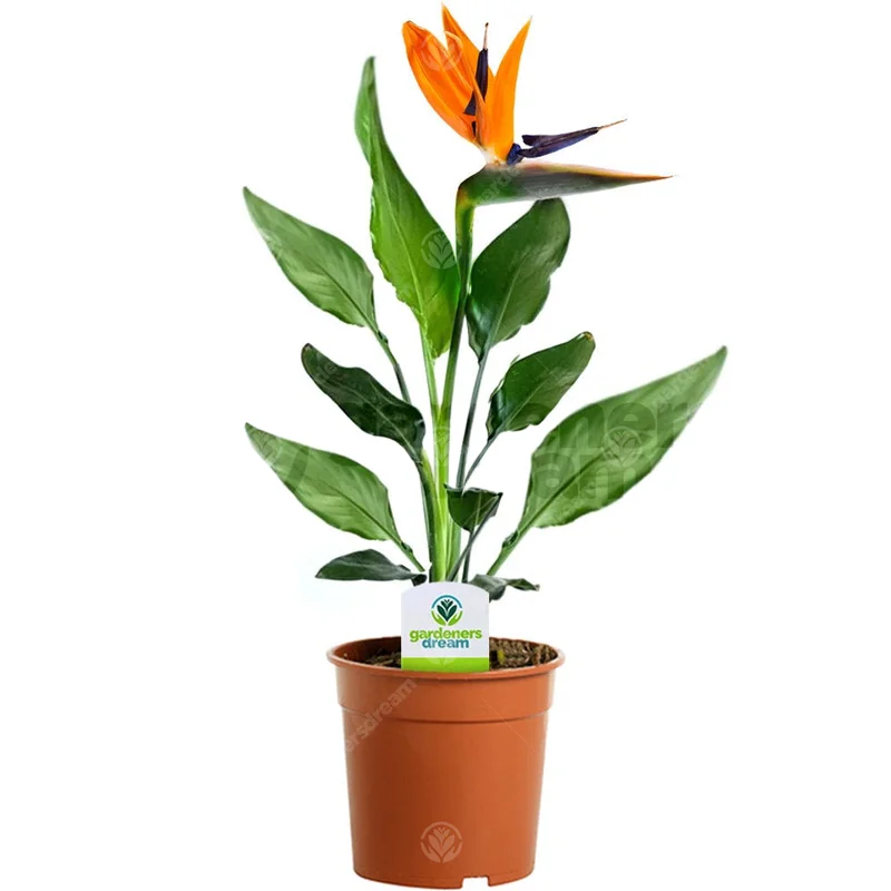 247plants4074503